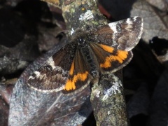 Orange Underwing (Archiearis parthenias)
