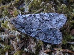 Softly's Shoulder-knot (Lithophane consocia)