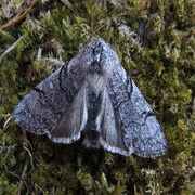 Yellow Horned (Achlya flavicornis)