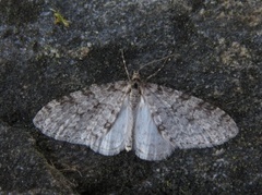 Early Tooth-striped (Trichopteryx carpinata)