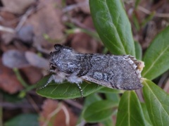 Vårhalvspinner (Achlya flavicornis)