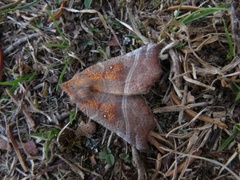 The Herald (Scoliopteryx libatrix)