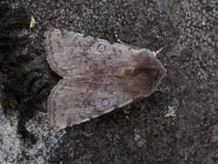 Fiolett vårfly (Cerastis rubricosa)