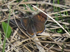 Violet Copper (Lycaena helle)