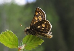 Gulflekksmyger (Carterocephalus palaemon)