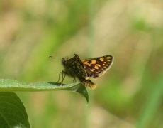 Gulflekksmyger (Carterocephalus palaemon)