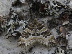 Broken-barred Carpet (Electrophaes corylata)
