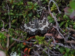 Argent & Sable (Rheumaptera hastata)
