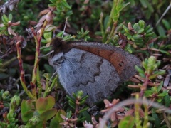 Dewy Ringlet (Erebia pandrose)