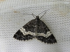 White-banded Carpet (Spargania luctuata)