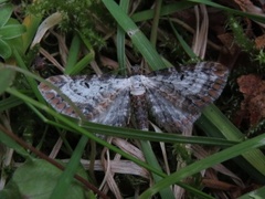 Burotdvergmåler (Eupithecia succenturiata)