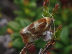Brassy Tortrix (Eulia ministrana)
