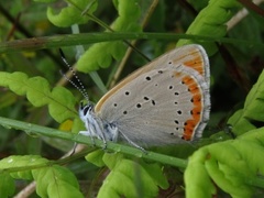 Purpurgullvinge (Lycaena hippothoe)