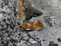 Brassy Tortrix (Eulia ministrana)