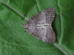 Punkthalvspinner (Ochropacha duplaris)