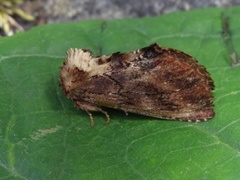 Coxcomb Prominent (Ptilodon capucina)