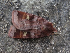 Rødfrynset teglfly (Diarsia brunnea)