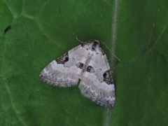 Pretty Pinion (Perizoma blandiata)