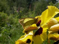 Moorland Clouded Yellow (Colias palaeno)