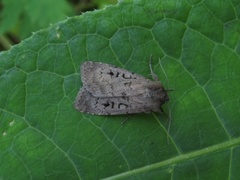 Krattfly (Graphiphora augur)