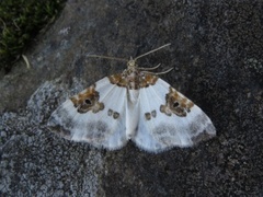 Blue-bordered Carpet (Plemyria rubiginata)