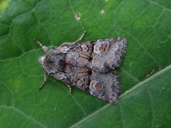 Rotstrekvierfly (Brachylomia viminalis)