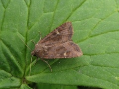 Brunt sumpfly (Helotropha leucostigma)