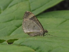 Bueskogmåler (Dysstroma truncata)