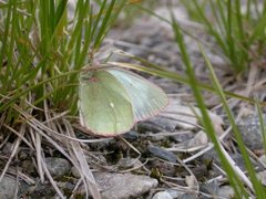 Moorland Clouded Yellow (Colias palaeno)