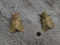 Brindled Ochre (Dasypolia templi)