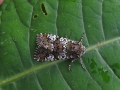 Cameo (Crypsedra gemmea)