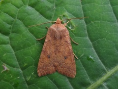 Bølgelinjet høstfly (Agrochola circellaris)