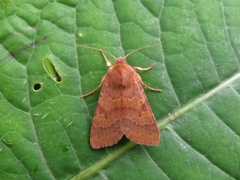 Rødt høstfly (Agrochola helvola)