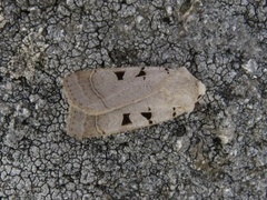 Autumnal Rustic (Eugnorisma glareosa)