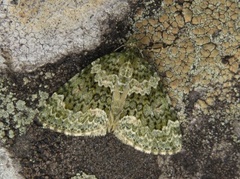 Autumn Green Carpet (Chloroclysta miata)