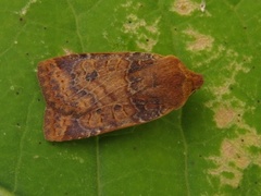 Variabelt flatfly (Conistra vaccinii)