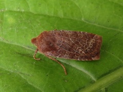 Variabelt flatfly (Conistra vaccinii)