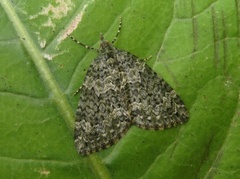 Lys irrmåler (Chloroclysta miata)