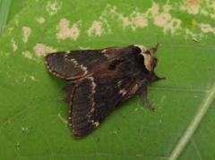 December Moth (Poecilocampa populi)