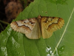 Stor frostmåler (Erannis defoliaria)