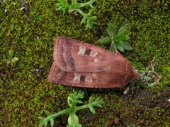 Small Square-spot (Diarsia rubi)