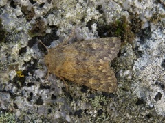 Brindled Ochre (Dasypolia templi)