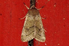 Common Quaker (Orthosia cerasi)