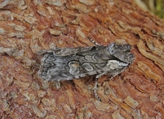 Grått kappefly (Lithophane consocia)