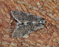Yellow Horned (Achlya flavicornis)