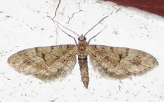 Spissvingedvergmåler (Eupithecia lanceata)