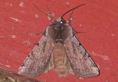 Fiolett vårfly (Cerastis rubricosa)