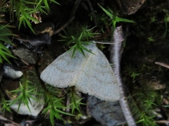 Blåbærurtemåler (Scopula ternata)