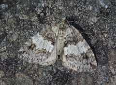 May Highflyer (Hydriomena impluviata)
