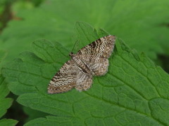 Scallop Shell (Rheumaptera undulata)